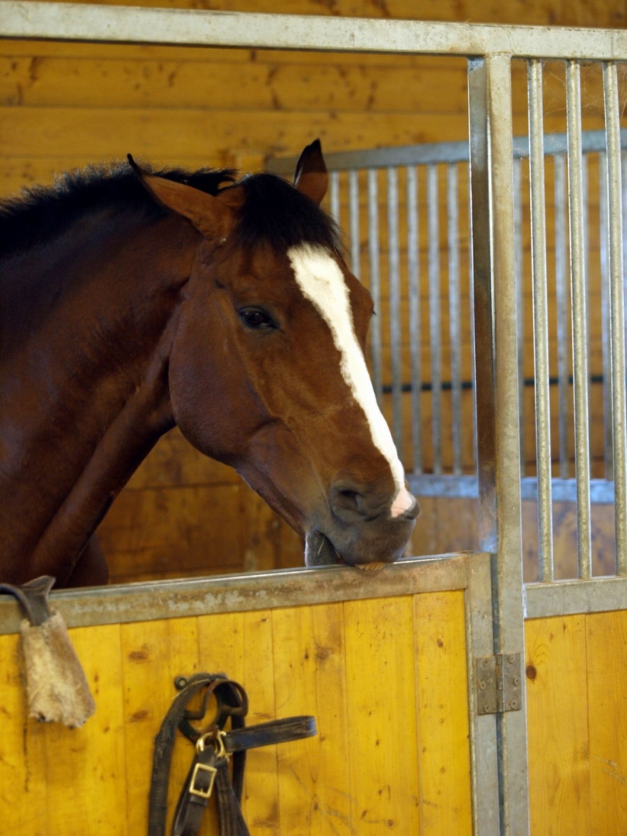 Horses that Crib To Buy or Not Horse Journals